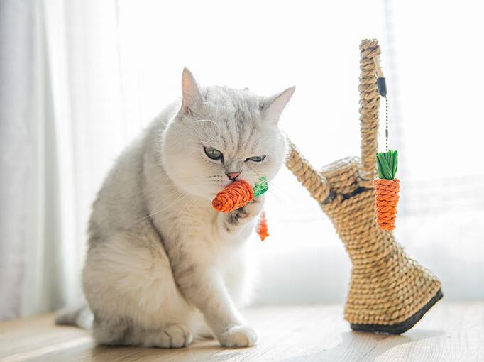 Arbre à Chat avec Plateformes et Griffoir – Tapis Doux Inclus
